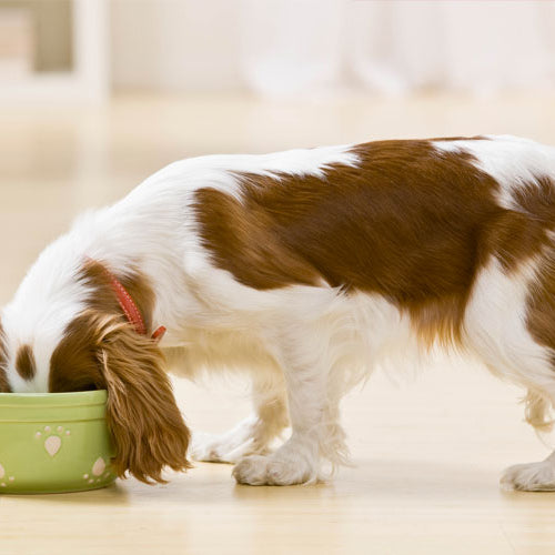 Meal times for Dogs
