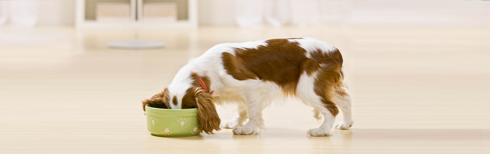 Meal times for Dogs